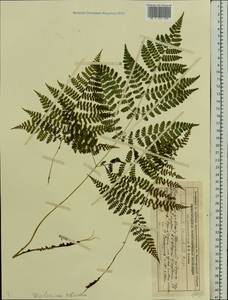 Diplazium sibiricum (Turcz. ex Kunze) Sa.Kurata, Eastern Europe, Volga-Kama region (E7) (Russia)