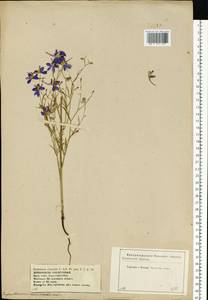 Delphinium consolida subsp. consolida, Eastern Europe, Central forest-and-steppe region (E6) (Russia)
