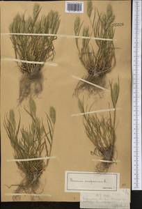 Bromus scoparius L., Middle Asia, Northern & Central Tian Shan (M4) (Kyrgyzstan)