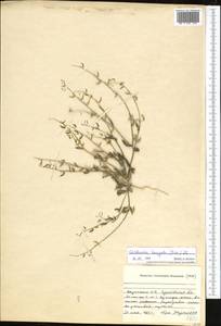 Goldbachia laevigata (M. Bieb.) DC., Middle Asia, Caspian Ustyurt & Northern Aralia (M8) (Kazakhstan)