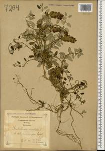 Scutellaria orientalis L., Caucasus, Georgia (K4) (Georgia)