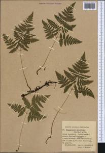 Gymnocarpium robertianum (Hoffm.) Newman, Western Europe (EUR) (Poland)
