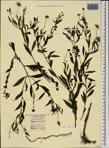 Symphyotrichum laeve (L.) Á. Löve & D. Löve, Caucasus, Azerbaijan (K6) (Azerbaijan)