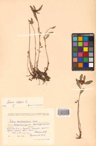 Phedimus aizoon (L.) 't Hart, Siberia, Russian Far East (S6) (Russia)