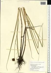 Bolboschoenus maritimus (L.) Palla, Eastern Europe, Northern region (E1) (Russia)