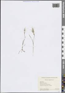 Bromus squarrosus L., Caucasus, Armenia (K5) (Armenia)