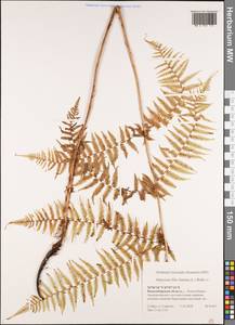 Athyrium filix-femina (L.) Roth, Siberia, Western Siberia (S1) (Russia)