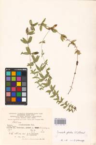 Cruciata glabra (L.) Opiz, Eastern Europe, West Ukrainian region (E13) (Ukraine)