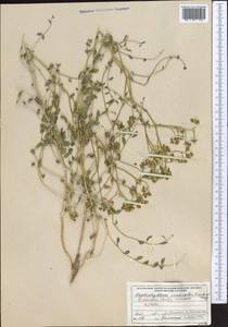 Haplophyllum versicolor Fisch. & C. A. Mey., Middle Asia, Karakum (M6) (Turkmenistan)