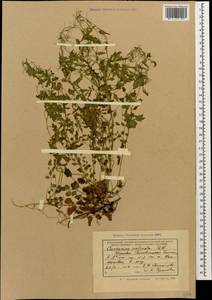 Cardamine impatiens subsp. pectinata (Pall. ex DC.) Stoj. & Stef., Caucasus, Krasnodar Krai & Adygea (K1a) (Russia)