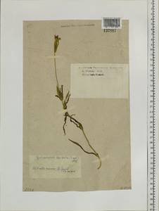 Gentianopsis barbata (Froel.) Ma, Siberia, Western Siberia (S1) (Russia)