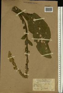 Verbascum densiflorum Bertol., Eastern Europe, Rostov Oblast (E12a) (Russia)