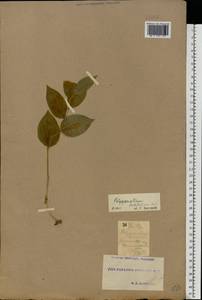 Polygonatum latifolium (Jacq.) Desf., Eastern Europe, South Ukrainian region (E12) (Ukraine)