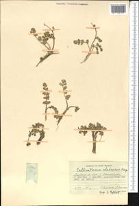 Callianthemum alatavicum Freyn, Middle Asia, Pamir & Pamiro-Alai (M2) (Kyrgyzstan)