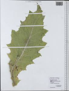 Onopordum acanthium L., Eastern Europe, Central region (E4) (Russia)