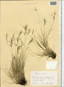 Festuca vivipara (L.) Sm., Siberia, Western Siberia (S1) (Russia)