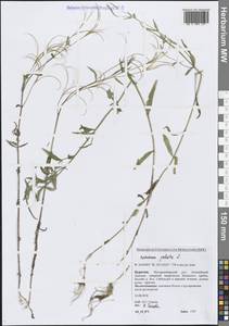 Epilobium palustre L., Siberia, Baikal & Transbaikal region (S4) (Russia)