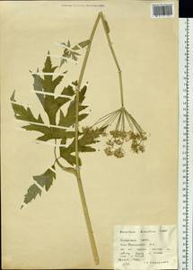 Heracleum dissectum Ledeb., Siberia, Altai & Sayany Mountains (S2) (Russia)