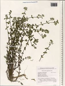 Paronychia argentea Lam., South Asia, South Asia (Asia outside ex-Soviet states and Mongolia) (ASIA) (Israel)