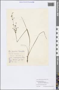 Juncus alpinoarticulatus Chaix, Eastern Europe, Central region (E4) (Russia)