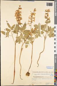 Corydalis cava (L.) Schweigg. & Körte, Eastern Europe, North Ukrainian region (E11) (Ukraine)