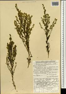 Artemisia obtusiloba Ledeb., Mongolia (MONG) (Mongolia)