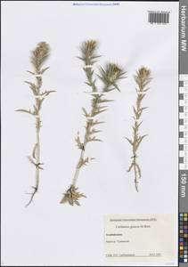 Carthamus glaucus M.Bieb., Caucasus, Azerbaijan (K6) (Azerbaijan)