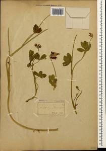 Trifolium ambiguum M.Bieb., Caucasus, Stavropol Krai, Karachay-Cherkessia & Kabardino-Balkaria (K1b) (Russia)