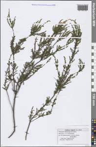 Calluna vulgaris (L.) Hull, Eastern Europe, Middle Volga region (E8) (Russia)