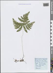 Gymnocarpium dryopteris (L.) Newman, Crimea (KRYM) (Russia)