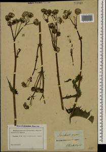 Sonchus asper (L.) Hill, Eastern Europe, South Ukrainian region (E12) (Ukraine)