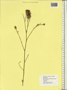 Centaurea apiculata Ledeb., Eastern Europe, Lower Volga region (E9) (Russia)