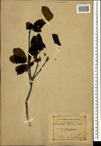 Quercus petraea subsp. polycarpa (Schur) Soó, Caucasus, Azerbaijan (K6) (Azerbaijan)