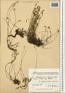 Dianthus humilis Willd. ex Ledeb., Crimea (KRYM) (Russia)