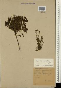 Asperula supina subsp. caespitans (Juz.) Pjatunina, Crimea (KRYM) (Russia)