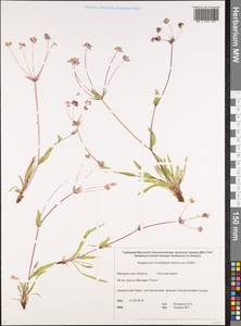 Bupleurum triradiatum Adams ex Hoffm., Siberia, Chukotka & Kamchatka (S7) (Russia)