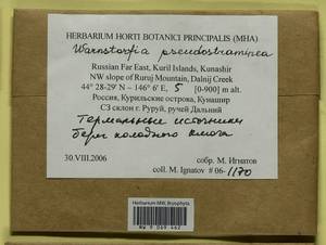 Warnstorfia pseudostraminea (Müll. Hal.) Tuom. & T.J. Kop., Bryophytes, Bryophytes - Russian Far East (excl. Chukotka & Kamchatka) (B20) (Russia)