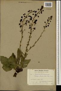 Verbascum flavidum (Boiss.) Freyn & Bornm., Caucasus, Armenia (K5) (Armenia)