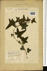Hedera helix L., Caucasus, Georgia (K4) (Georgia)
