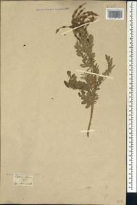 Sophora alopecuroides L., Caucasus, Georgia (K4) (Georgia)