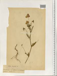 Viola tricolor L., Eastern Europe, Belarus (E3a) (Belarus)