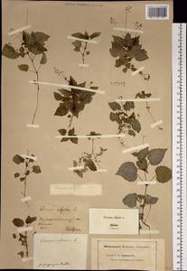 Circaea alpina L., Siberia, Baikal & Transbaikal region (S4) (Russia)
