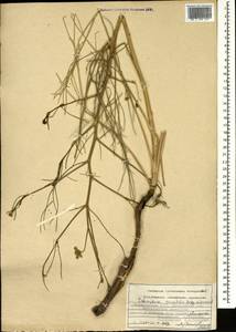 Echinophora orientalis Hedge & Lamond, Caucasus, Azerbaijan (K6) (Azerbaijan)