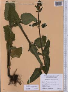 Scrophularia scopolii Hoppe, Eastern Europe, West Ukrainian region (E13) (Ukraine)