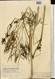 Peucedanum morisonii Besser, Siberia, Western Siberia (S1) (Russia)