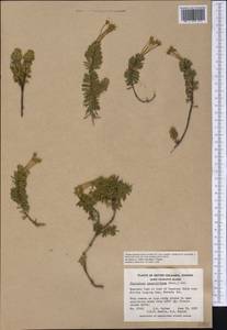 Phyllodoce glanduliflora (Hook.) Coville, America (AMER) (Canada)