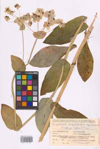 Bupleurum aureum Fisch., Eastern Europe, Eastern region (E10) (Russia)