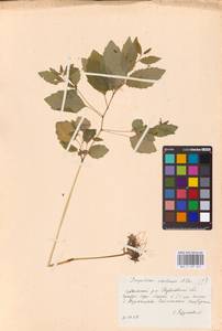 Impatiens noli-tangere L., Eastern Europe, Eastern region (E10) (Russia)