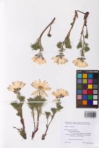 Adonis vernalis L., Eastern Europe, Central forest-and-steppe region (E6) (Russia)