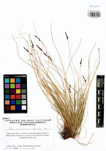 Carex vanheurckii, Siberia, Baikal & Transbaikal region (S4) (Russia)